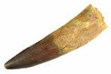 Real Fossil Spinosaurus Tooth - Huge Dinosaur Tooth #346749-1